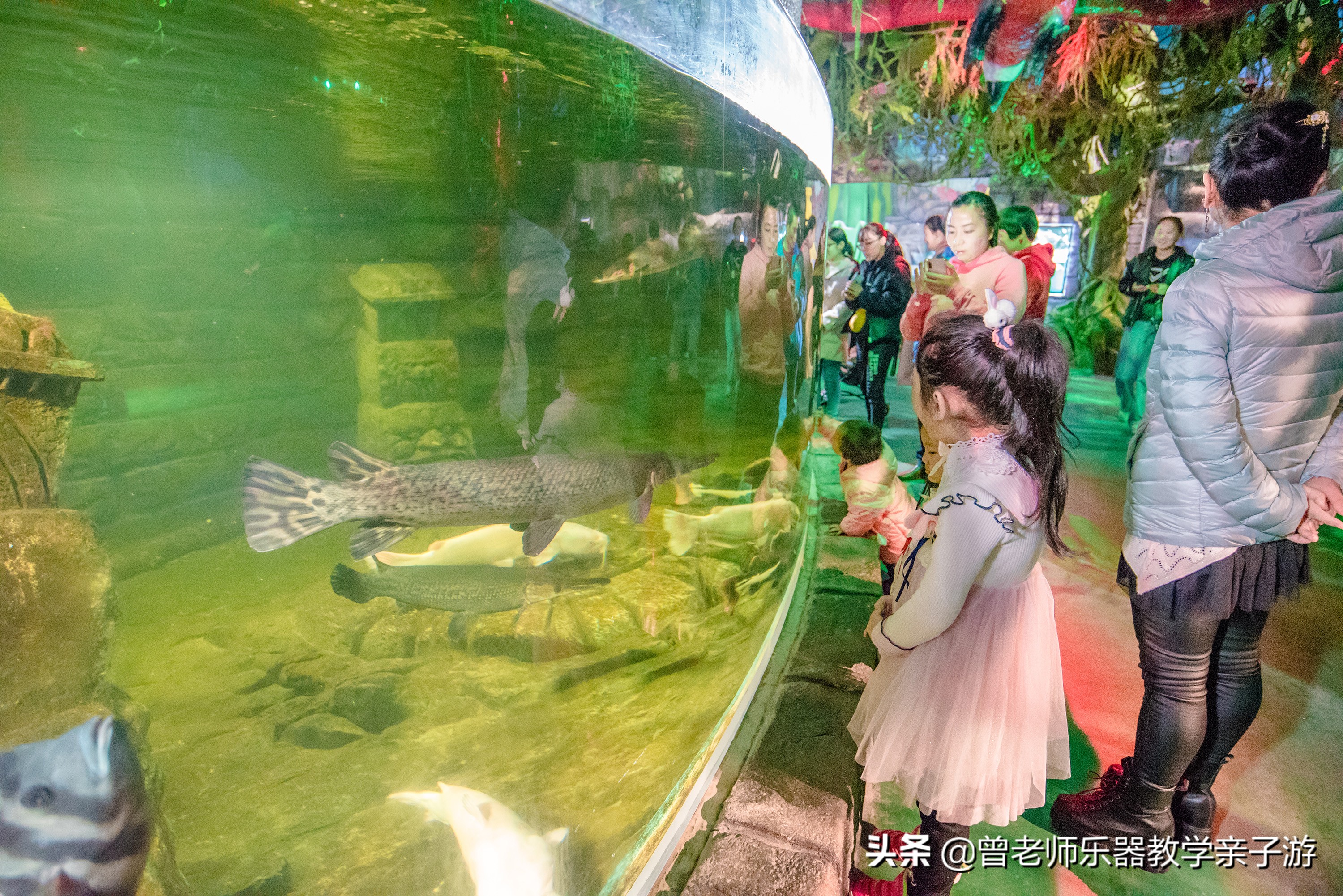 西安太奥海洋馆,西安极地海洋世界海豚表演