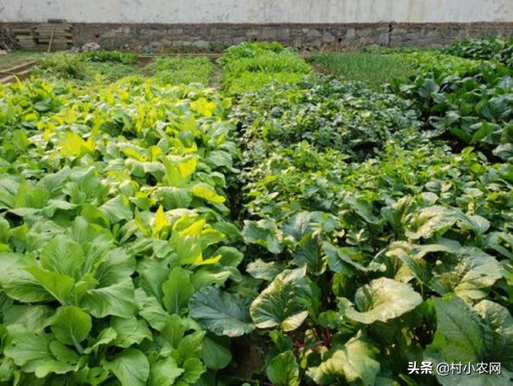 20个农村创业致富小项目,2021农村创业致富项目