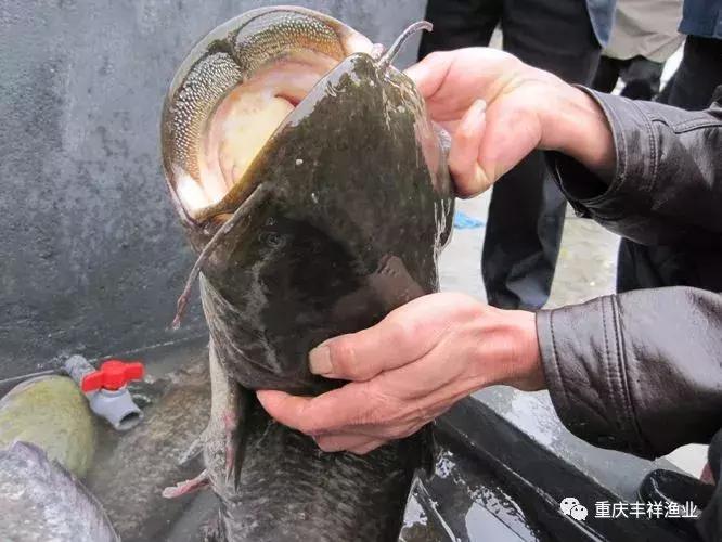 大口鲶鱼人工养殖技术,湖南省大口鲶养殖大户