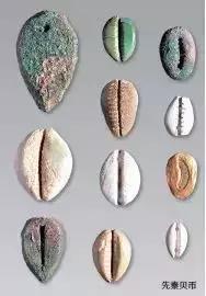 海边贝壳首饰,小众首饰戒指贝壳