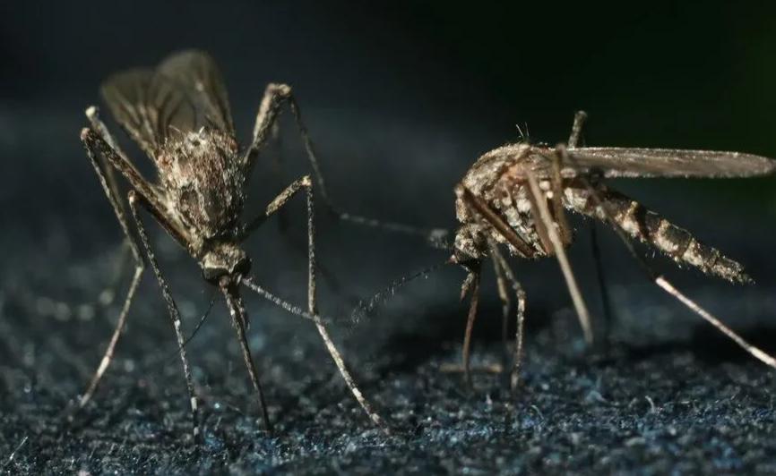 夏天蚊虫叮咬用什么方法迅速止痒,蚊虫叮咬缓解痒的小妙招