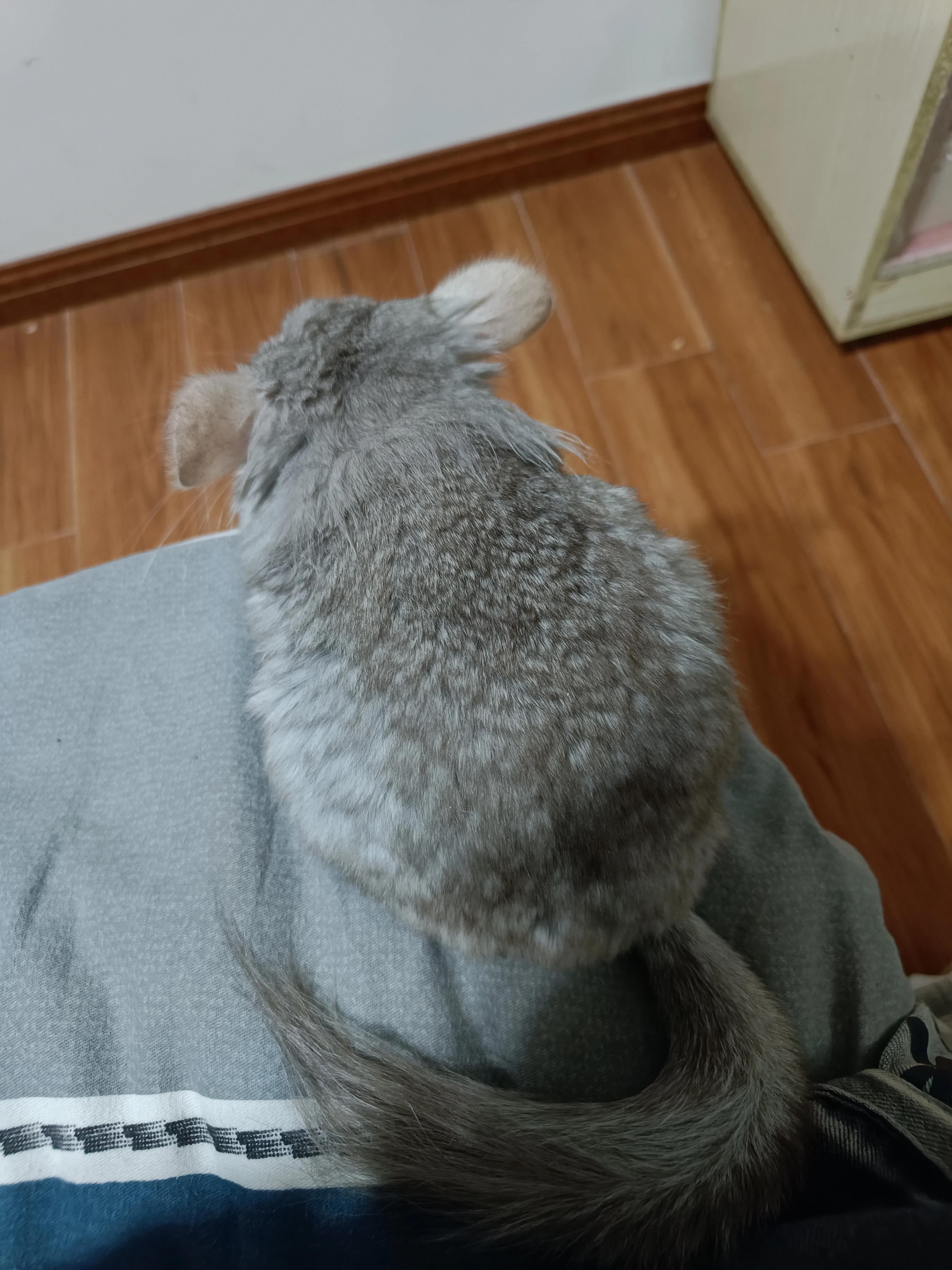 宫崎骏的龙猫真的太治愈人心了,宫崎骏的龙猫怎么那么像熊猫呢