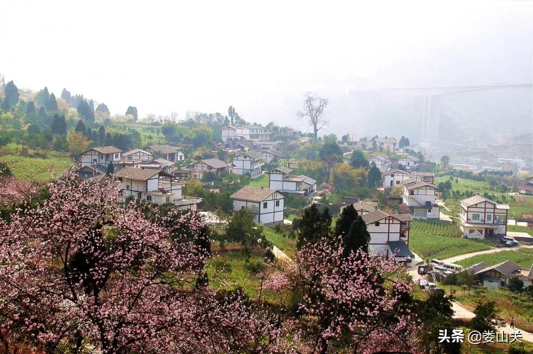 渝黔文苑|我和桃花有个约定