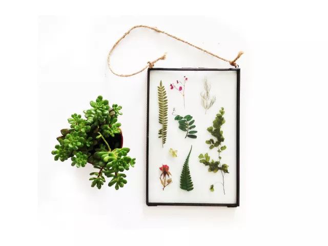 她31岁放弃北漂,回归自然,用枯枝败叶,打造了一个梦幻森林