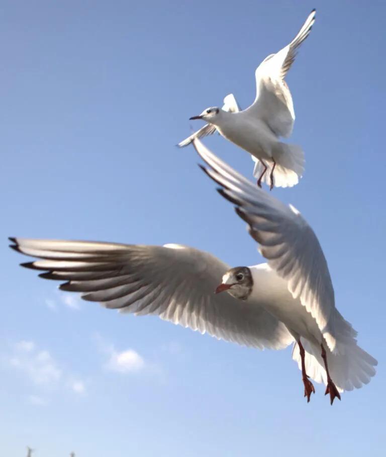 大连高新园区发展,大连高新区发展得好吗