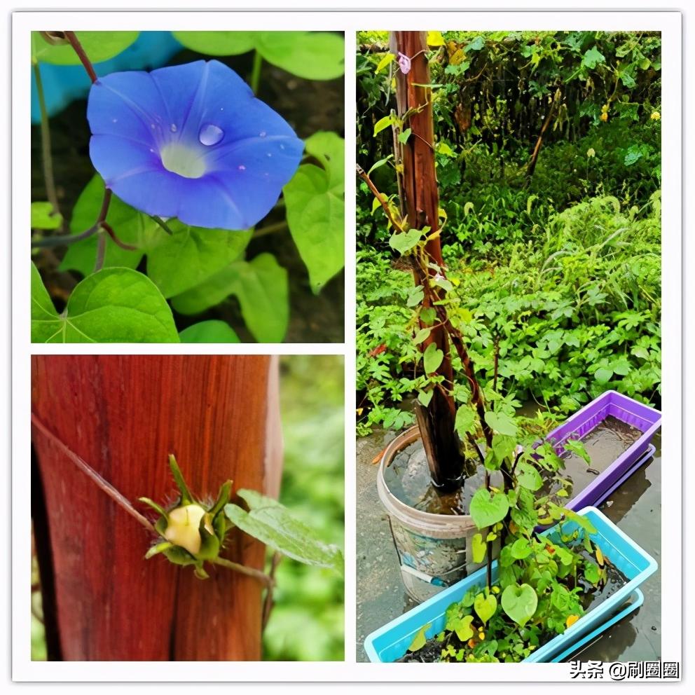 第五单元说明文作文500字五年级,五年级第五单元说明文作文范文