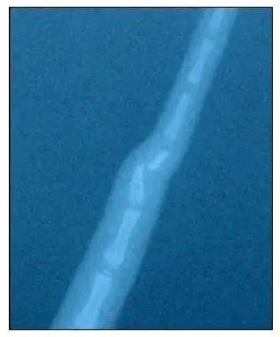 猫宫庄园,庄园猫宫