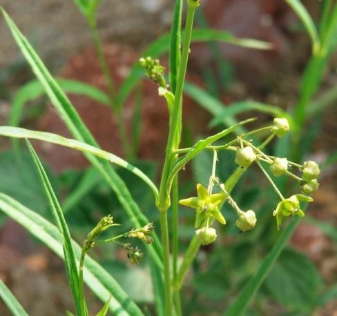 徐长卿是一种什么药材,徐长卿是一味药材