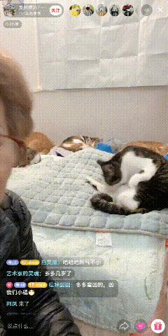 有哪些猫咪在直播,抖音直播出现的猫咪