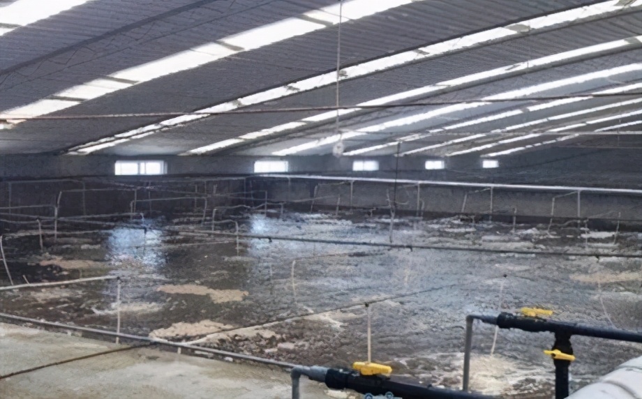 为什么会有棉花虾,棉花虾是什么