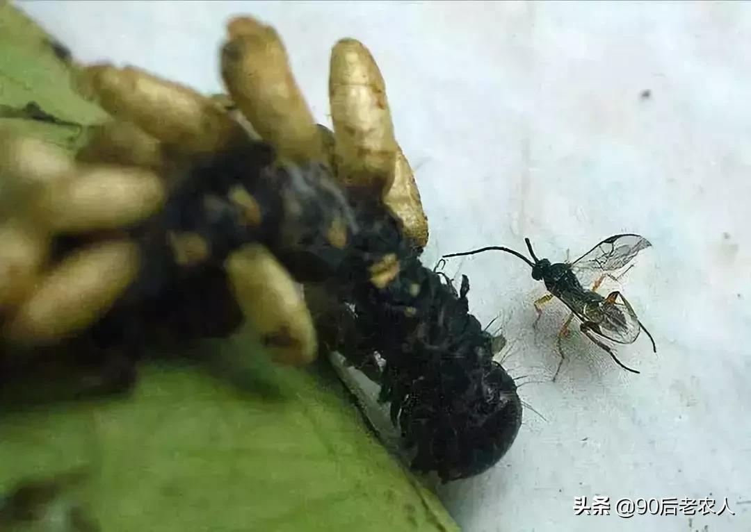 田间益虫是什么,田野益虫有哪些