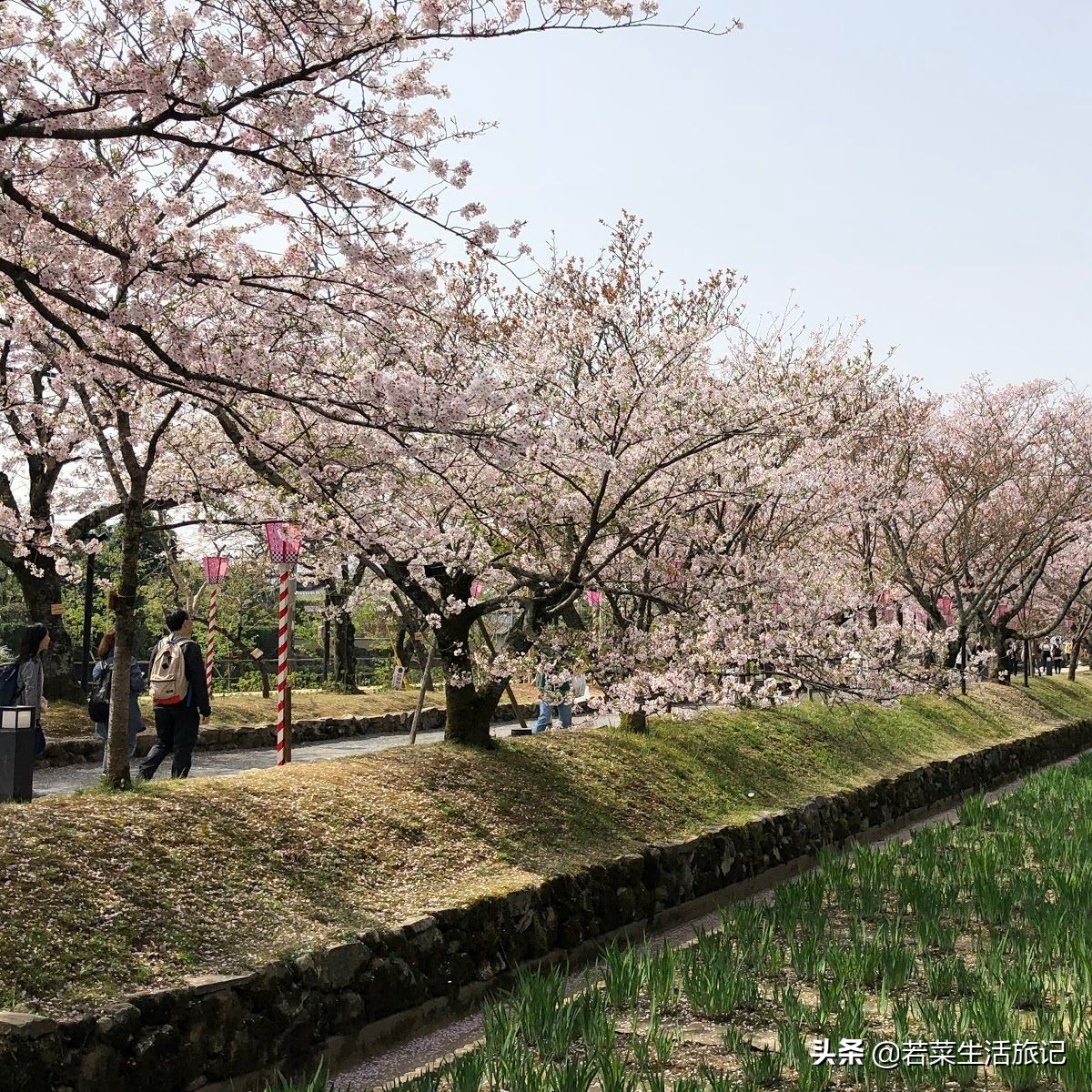 九州岛樱花,九州樱花之旅
