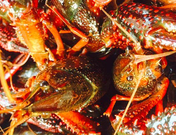 买小龙虾选中青还是小青,红壳青壳小龙虾