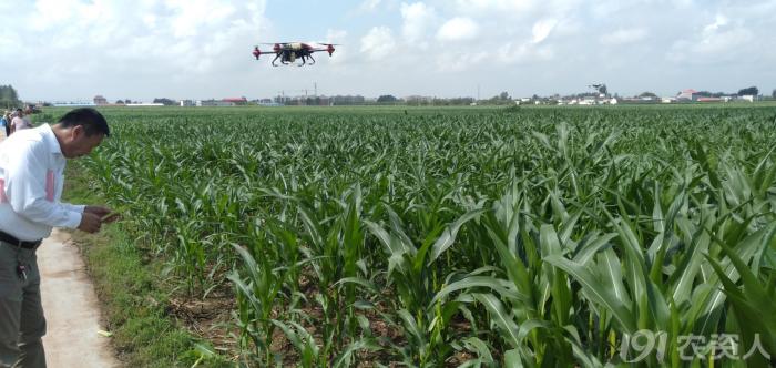 玉米花生种植高产技术,玉米高产高效种植技术