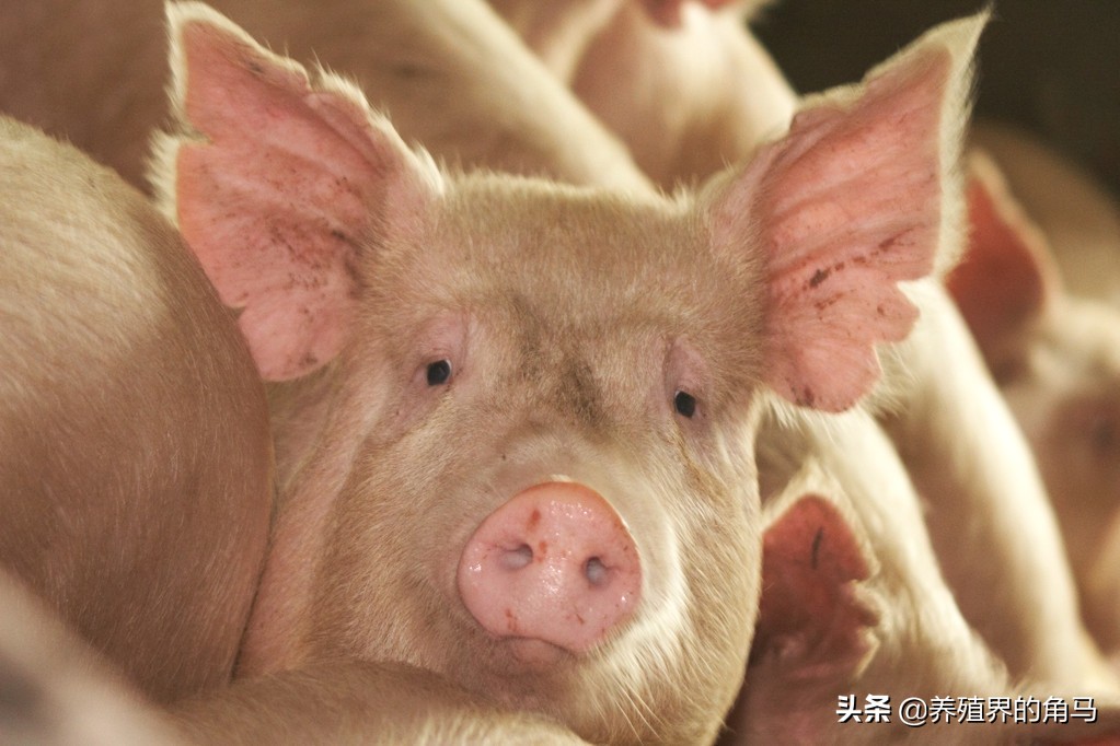 猪得了螨虫皮肤有什么症状,猪得了癣的症状