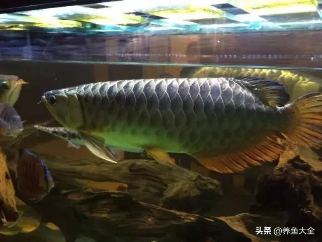 马来西亚买海鲜,怎么样直接从马来西亚购买龙鱼