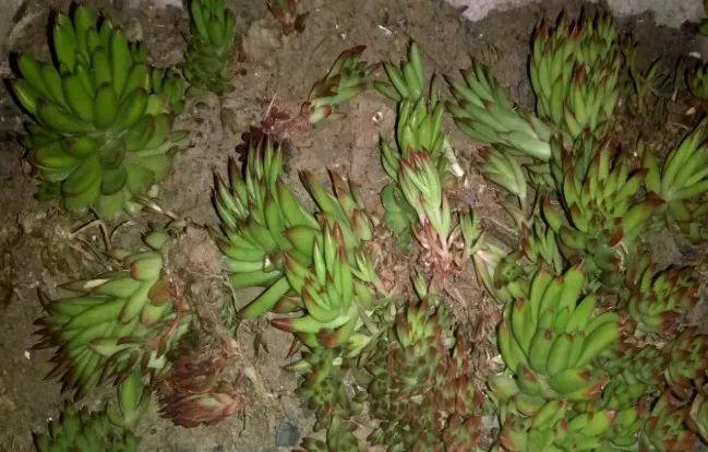 烂根的多肉可以用什么药,烂根的植物要挖出来吹干么