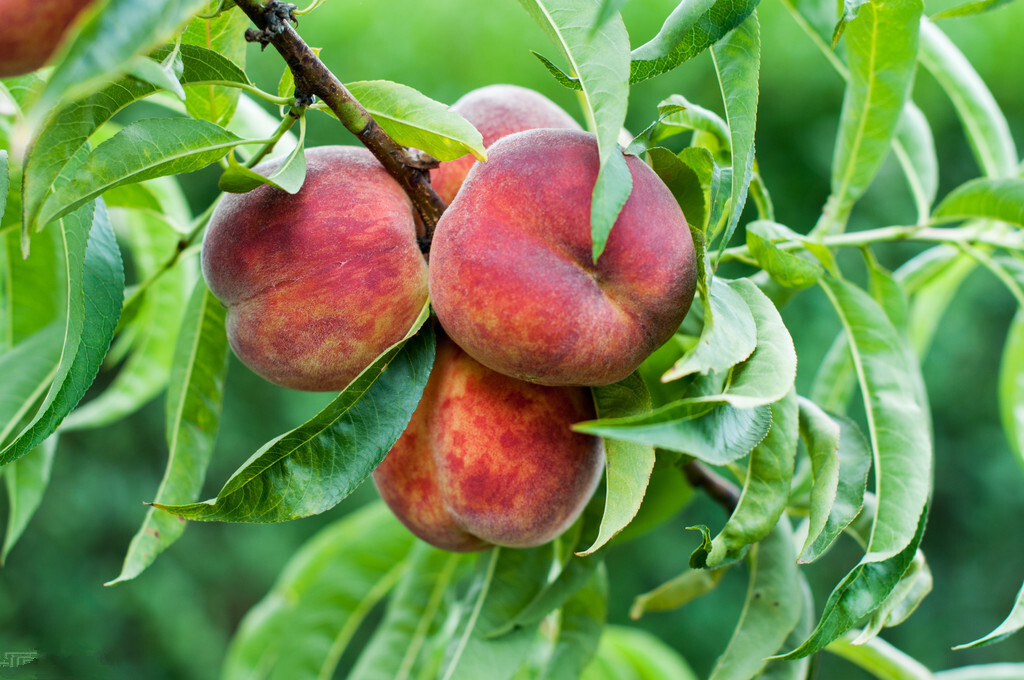 公桃和母桃子的区别 (桃子是硬桃好还是软桃甜好)