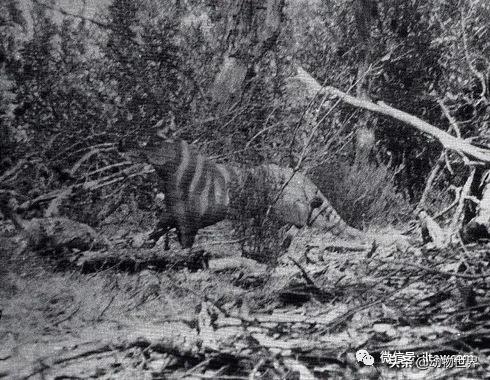 不可思议的神秘动物,不可思议的动物