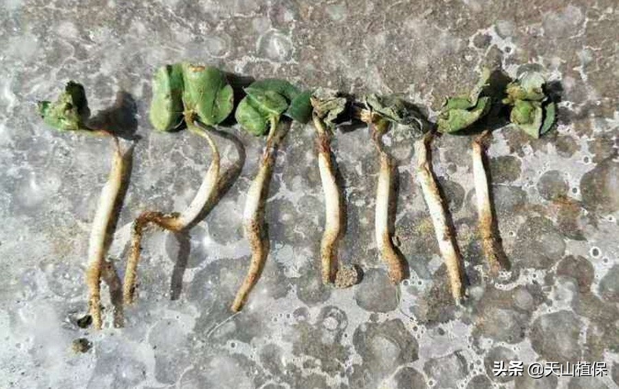 棉田除草剂对麦田出苗有影响吗,棉苗除草剂药害表现