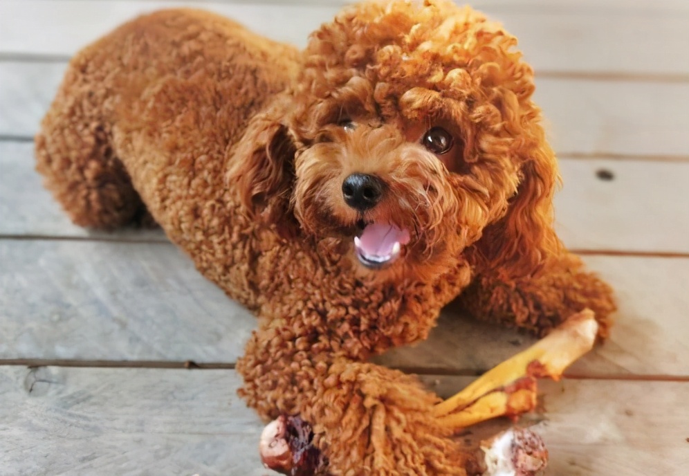 投喂狗狗的后果,喂食狗狗的禁忌