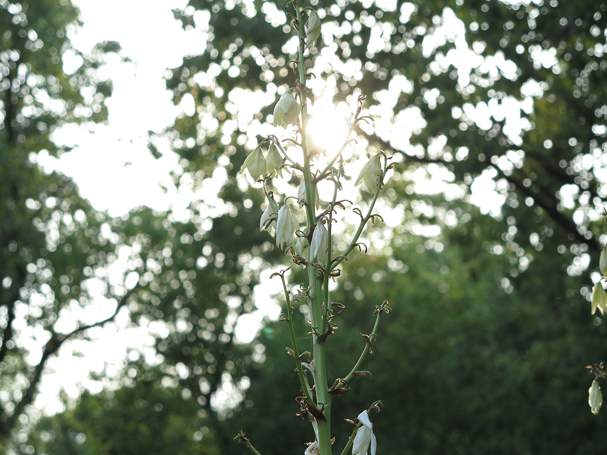 佳能g1x是微单还是卡片机,佳能g16g1x