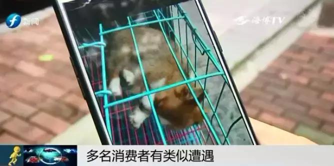 宠物狗买回来过几天病死怎么维权,厦门宠物店