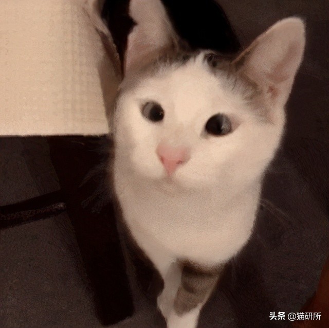 猫咪斗鸡眼是什么意思,猫咪斗鸡眼困倦不爱动微微颤抖