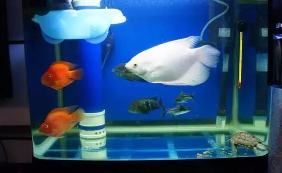 观赏鱼寄生虫杀虫药,观赏鱼杀虫药能随便下吗