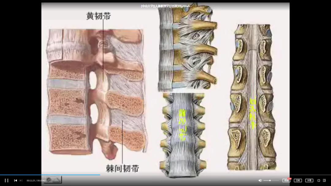 资源分享|这份对解剖学专业很有帮助的中山大学人体解剖学视频
