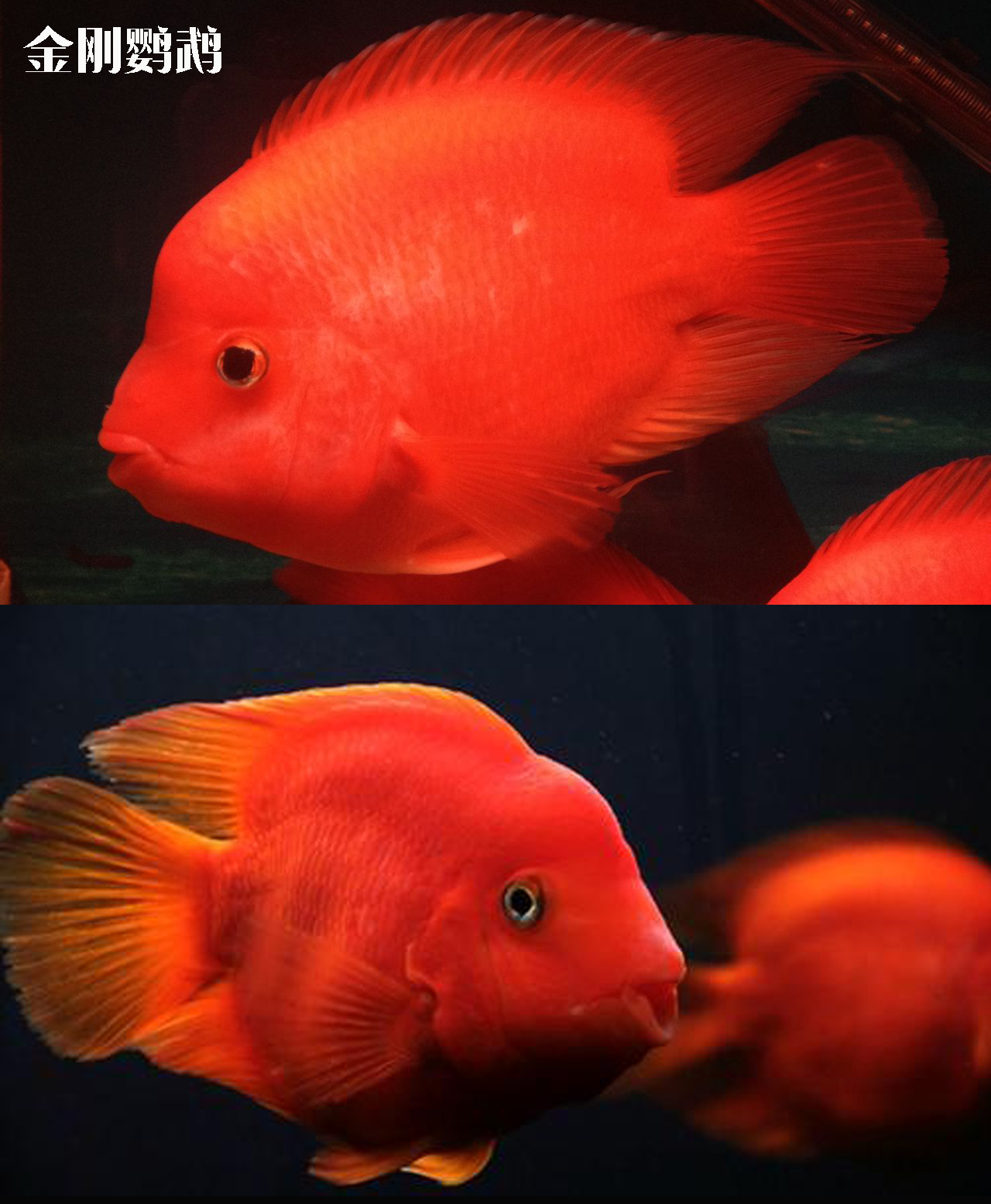 鹦鹉鱼是最容易饲养的观赏鱼,超级好养的鹦鹉鱼有哪些