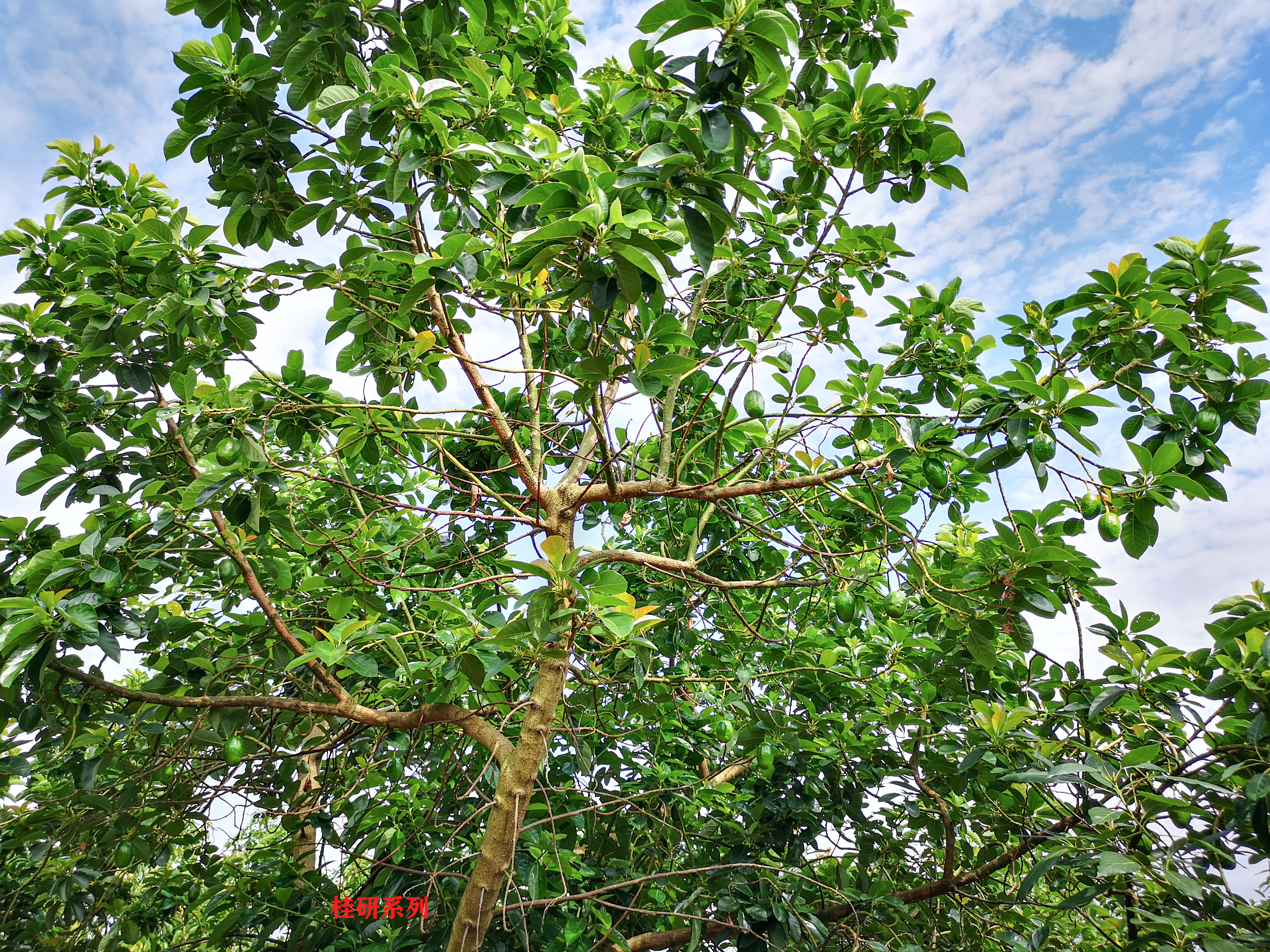 牛油果哈斯还有别的种类么,秘鲁进口哈斯巨无霸牛油果