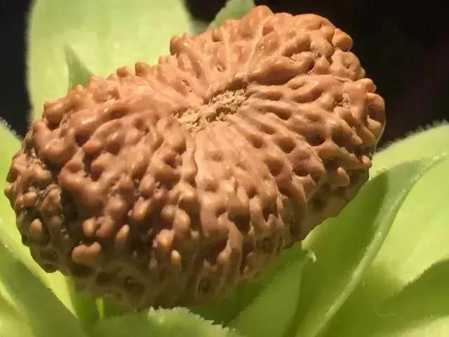 金刚菩提子纹路里面有小孔正常吗,金刚菩提啥样的纹路才是顶级的