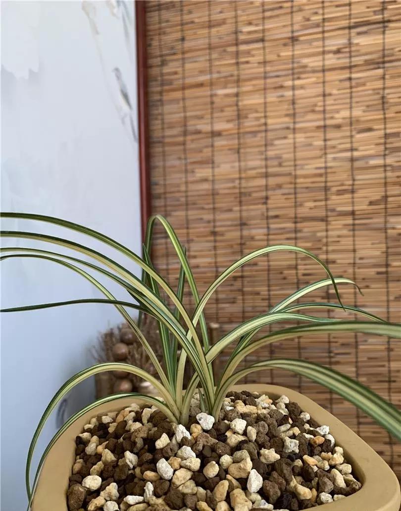 蕙兰极品红中透花图片,蕙兰传统丝缟艺草种类大全