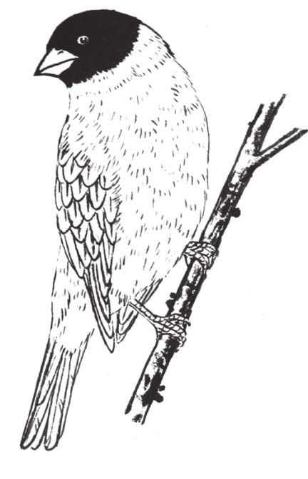 工笔画蜡嘴鸟的染色步骤,工笔画入门教程步骤图勾线