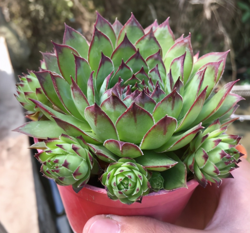 荷花多肉叶插成活率高吗,多肉淡雪叶插成活率高吗