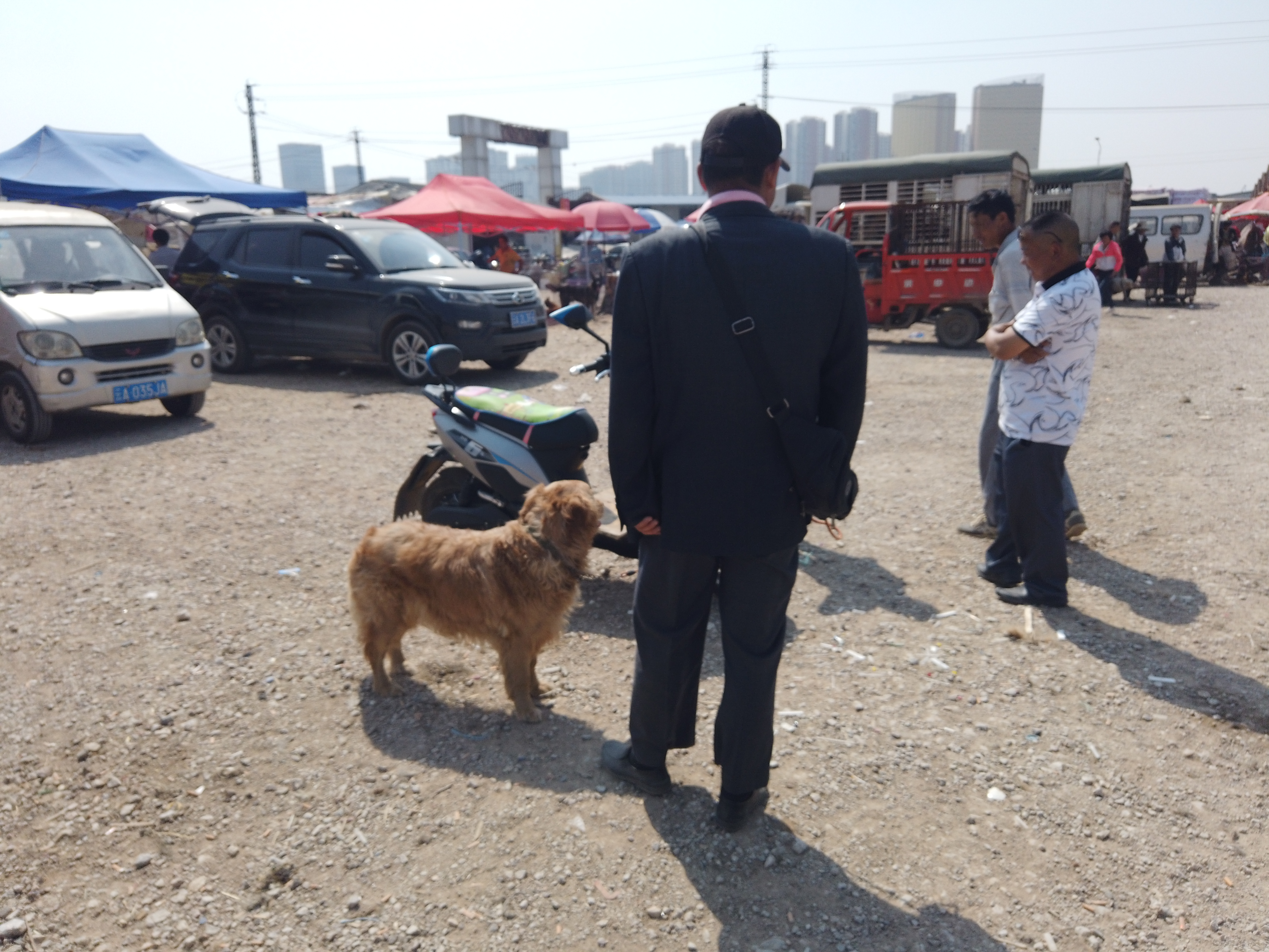 400元一只金毛出售,一万块钱的金毛出售