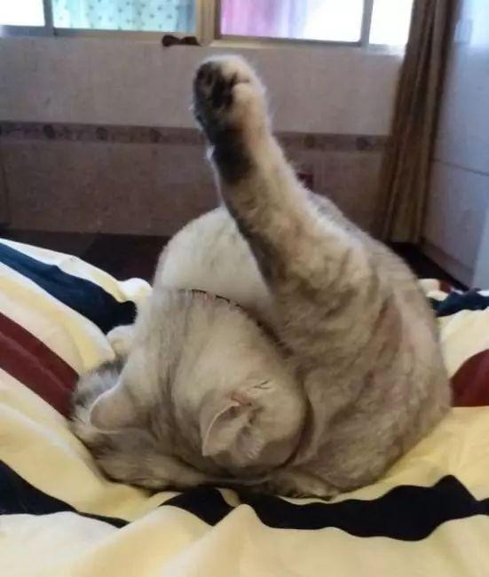 猫咪喜欢用屁股对着你啥意思,猫咪总喜欢拿屁股对着我