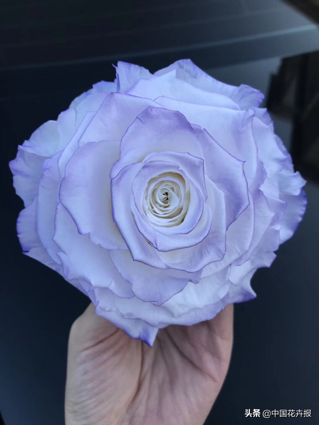 什么是永生花,野兽永生花为什么这么贵