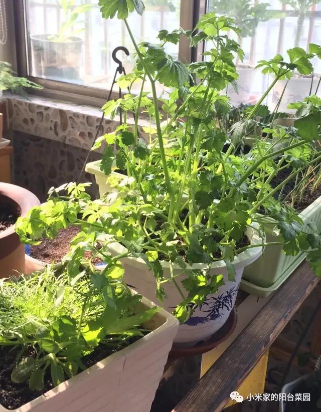 别墅菜园适合种什么菜,适合懒人种的阳台菜