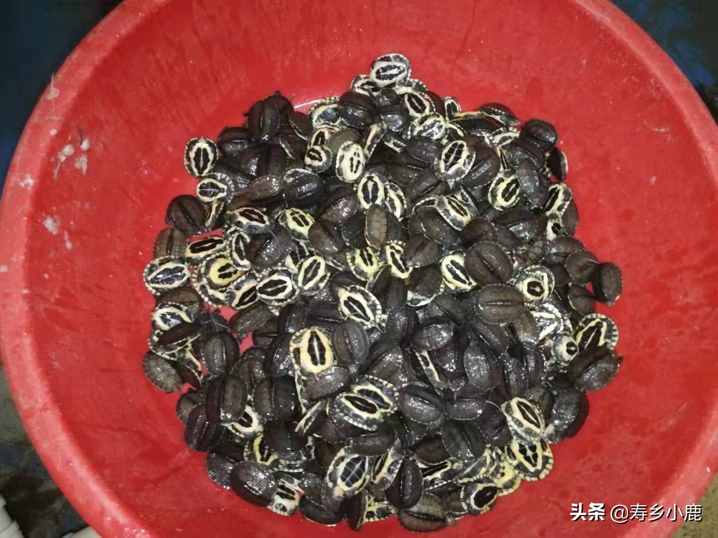 石金钱龟价格暴涨和暴跌的背后,真正的推手是谁?帮凶是谁?