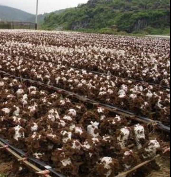 黑木耳露天种植是怎么回事,黑木耳不长是什么原因