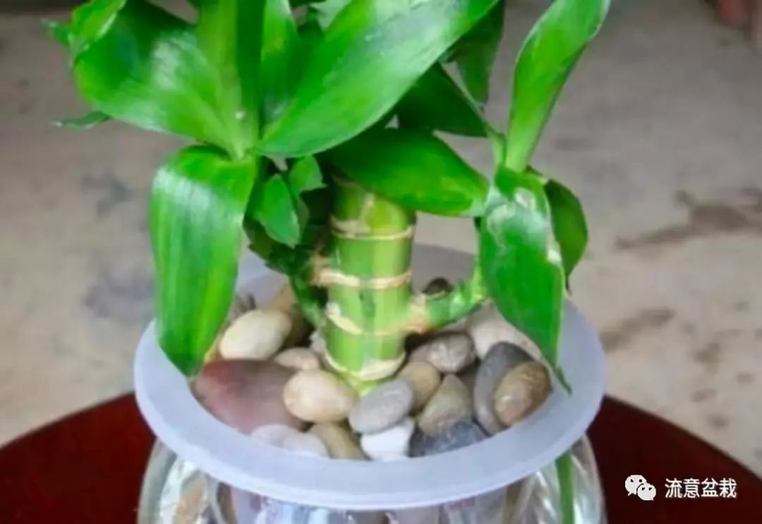 富贵竹叶子发黄怎么救还没有生根,平安竹叶子发黄干枯怎么补救