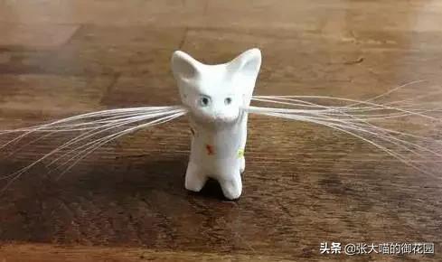 猫咪掉胡须买彩票中大奖,主人捡了一只猫咪