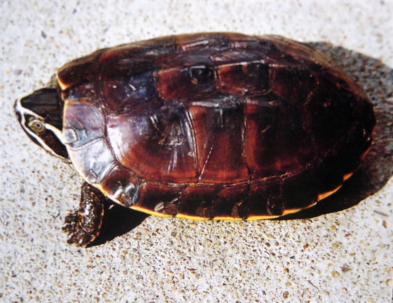 龟类大百科,大眼睛龟类