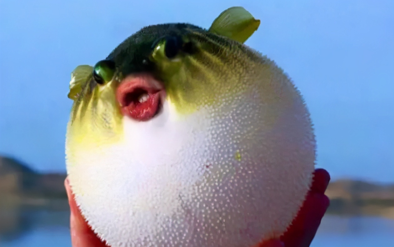 这种贝比眼镜蛇毒强80倍,海员食用后中毒身亡,为何还常被人吃