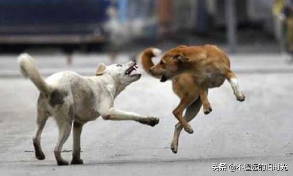 如果被凶狗追着咬怎么办,如果被超大的凶猛的狗追该怎么办