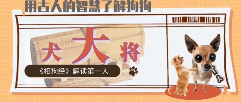 从狗的走路姿势看品种,狗的步态怎么训练