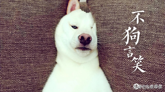 柴犬吃的狗粮推荐,柴犬推荐吃的狗粮品种