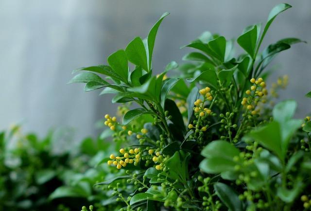 米兰掉叶子的原因和解决方法,米兰花掉叶子怎么办视频讲解